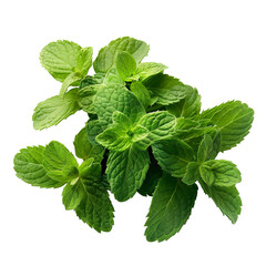 Fresh mint leaves isolated on a transparent background, ideal for culinary themes, herbal medicine, or refreshing summer drink concepts