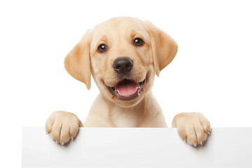 Smiling Labrador Retriever puppy peeking over blank banner isolated on transparent background, ideal for pet care promos and National Puppy Day advertisements