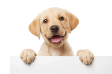Smiling Labrador Retriever puppy peeking over blank banner isolated on transparent background, ideal for pet care promos and National Puppy Day advertisements
