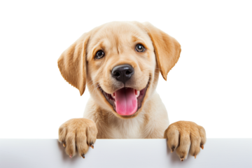 Adorable Labrador Retriever puppy peeking over edge, isolated on transparent background, perfect for National Puppy Day or pet adoption concepts