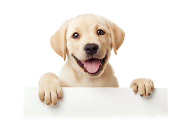 Adorable yellow Labrador Retriever puppy peeking over blank banner, isolated on a transparent background, perfect for pet shop promotions and National Dog Day