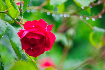 Rose Rose mit Regentropfen