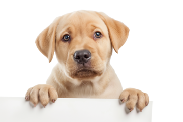 Adorable Labrador puppy peeking over blank banner, isolated on a transparent background, perfect for pet-themed designs and National Puppy Day promotions