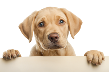 Adorable labrador puppy peeking over edge, isolated on transparent background, ideal for pet care and National Puppy Day promotions
