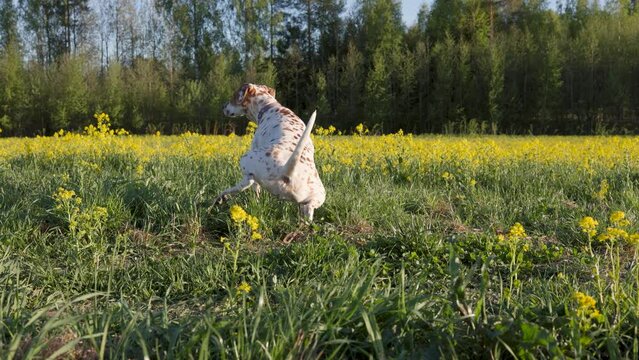 The dog goes to the toilet and then buries it, slow motion
