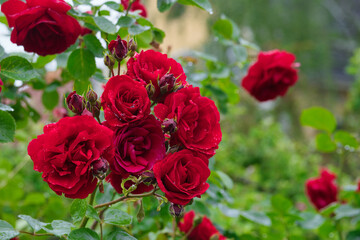 Rose Rosen