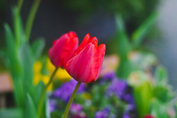 red and yellow tulips