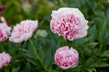 Pink double peony Etched salmon bloomed in summer