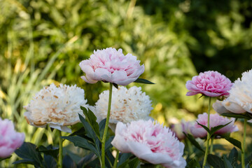 Pink double peony Etched salmon bloomed in summer