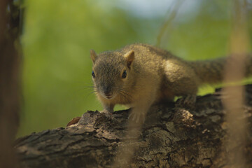 Obraz premium Plantain Squirrel in Bali