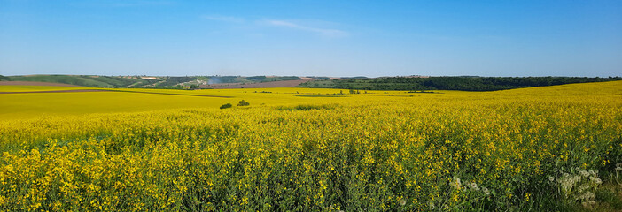 Beautiful yellow blooming rapeseed field with spring blue sky. Agrarian landscape of Ukraine on a...