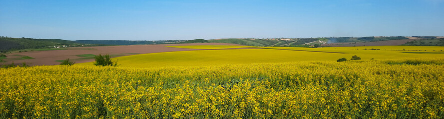 Fototapeta premium Beautiful yellow blooming rapeseed field with spring blue sky. Agrarian landscape of Ukraine on a sunny spring day. The concept of environmentally friendly agriculture.