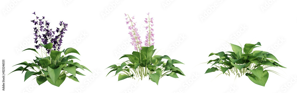 Poster set of hosta (plantain lily) plant isolated on transparent background. 3d render.