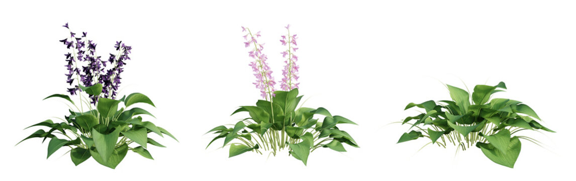 Set of Hosta (Plantain Lily) plant isolated on transparent background. 3D render.
