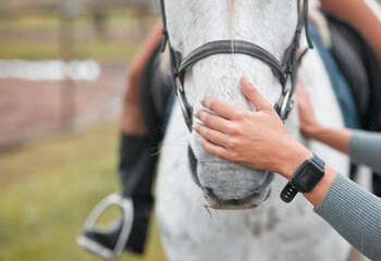 Hands, closeup and person care for horse on farm for equestrian, training or adventure in...