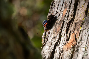 Side view of New Zealand red admiral butterfly (Vanessa gonerilla), endemic to New Zealand. The butterfly is basking on a sun-facing tree to thermoregulate.