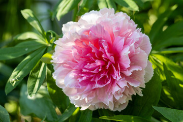 Fototapeta premium Peony Rose heart bloomed in spring 