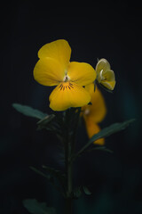 Yellow Pansy