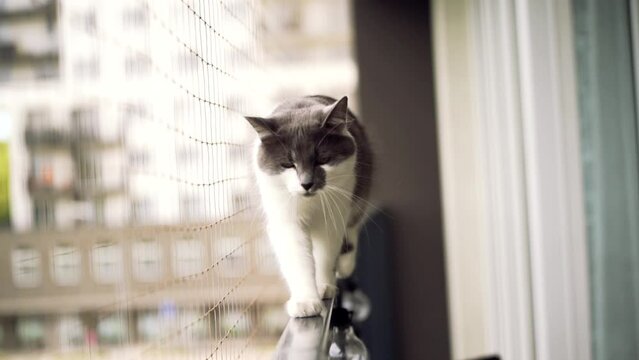 Gray cat breathes fresh air on window sill Safety net keeps it safe