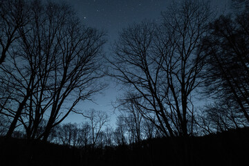 Fototapeta premium 森から見る美しい星空
