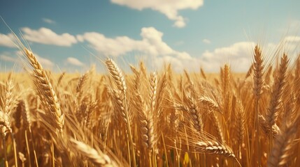 Obraz premium A photo of a golden wheat field ready for harvest.