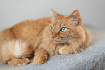 見つめる猫　茶トラ猫