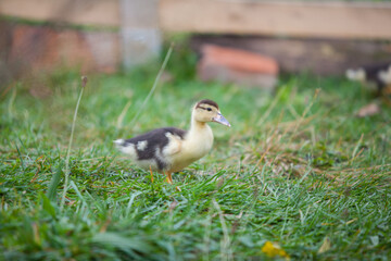   Little duckling of Muscovy duck at cloudy day in autumn