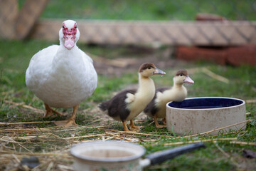  Muscovy duck with little ducklings at cloudy day in autumn