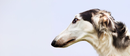 Portrait of a dog, Russian Greyhound, black and white, graceful long muzzle, close-up, against a...