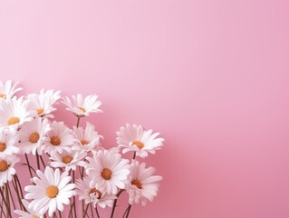pink flowers daisies on a white background