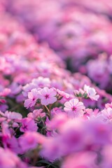 flower background