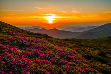 blossoming red-pink rhododendrons flowers in mountains, scenic summer landscape