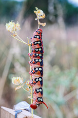 Sphingidae Hyles euphorbiae big red caterpillar on blade of grass