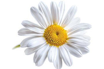 Fototapeta premium Watercolor daisy clipart with white petals and yellow centers, isolated on white background 