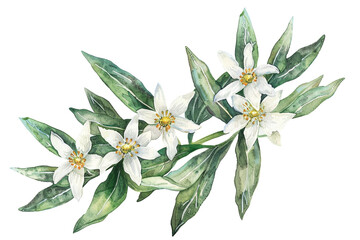 Watercolor edelweiss clipart with small white flowers and green leaves 