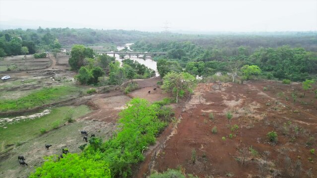 Badlapur, Maharashtra barvi river drone shot sunny day side animals eating grass