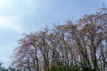 枝垂れ桜の花びら