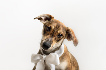 Adorable young dog with white bow. Adoption and love of animals concepts.