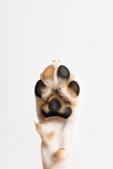 Close up of dog's paw on the white background . Adoption and love of animals concepts.
