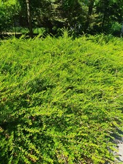 A beautiful green honeysuckle bush, with a spreading lush habit and small shiny green leaves