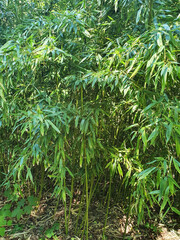 Young bamboo grove, green leaves, trunks, nature