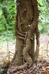 A large ivy vine on a tree trunk in the forest