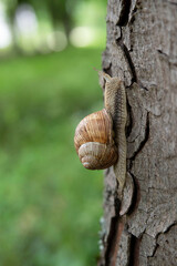 A large brown snail climbs up the trunk of a tree