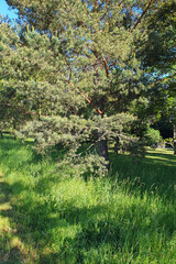 Natural park, thuja in a clearing in the park, the rays of the sun break through the branches, nature