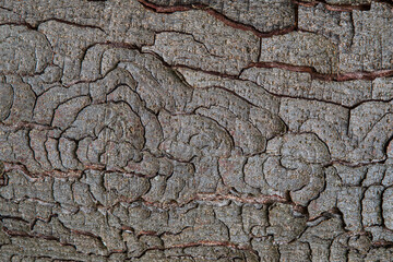 Close-up of the bark of the trunk of a chestnut tree
