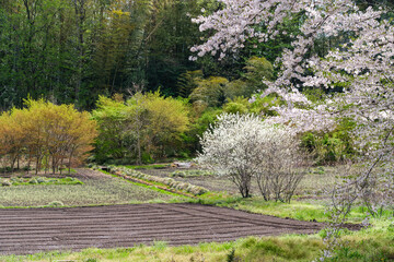 畑の桜