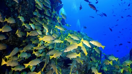 A diver explores a thriving underwater ecosystem filled with diverse marine life, showcasing the beauty and complexity of ocean habitats. Cocos Island, Costa Rica.