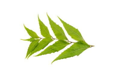 Neem Leaves Branch or Azadirachta Indica Isolated on White Background with Copy Space, Also Known...