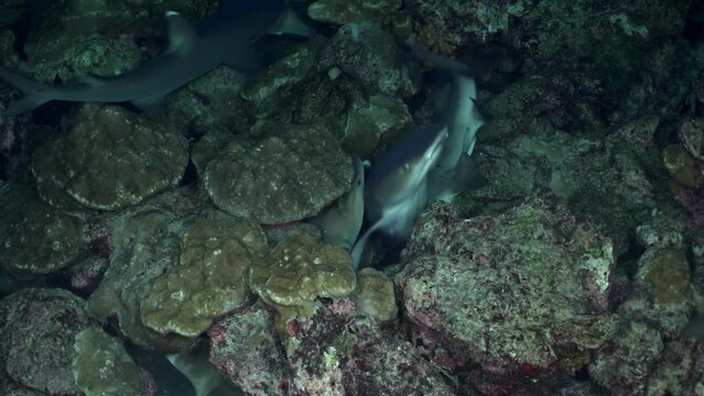 White-tip reef sharks (Triaenodon obesus) resting among hard corals on ocean floor of Cocos Island. image captures serene coexistence of se predators within ir reef habitat.