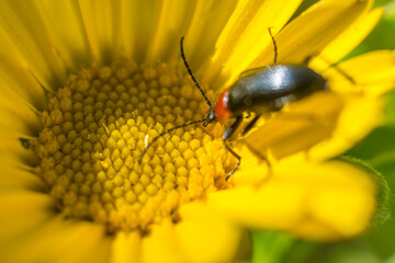 Insect reaching out for nectar on a yellow flower